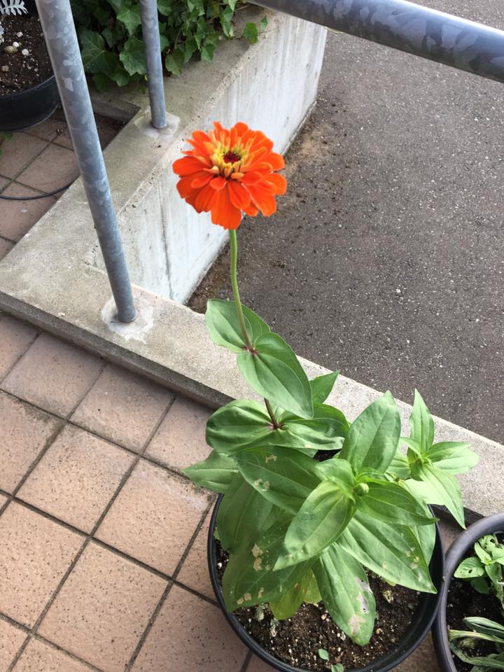 花を持たせば香りが残る 長寿メディカル